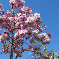 Buy canvas prints of Cherry Blossom in Bloom by Chris Dorney