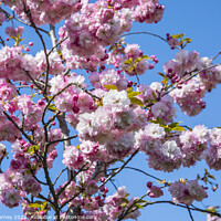 Buy canvas prints of Cherry Blossom in Bloom by Chris Dorney