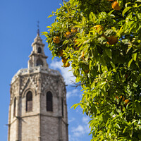 Buy canvas prints of Orange Trees in Valencia by Chris Dorney