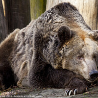 Buy canvas prints of Brown Bear by Chris Dorney