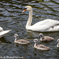 Buy canvas prints of Swans with their Cygnets by Chris Dorney