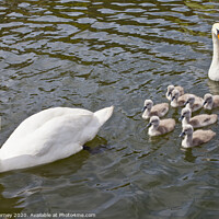 Buy canvas prints of Swans with their Cygnets by Chris Dorney