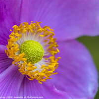 Buy canvas prints of Japanese Anemone Flower by Chris Dorney