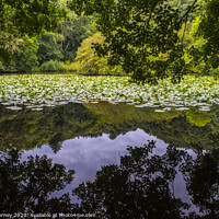 Buy canvas prints of Lily Lake at Canonteign in Devon by Chris Dorney