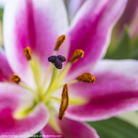 Buy canvas prints of Lilies by Chris Dorney