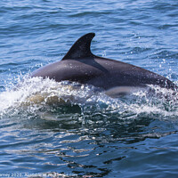 Buy canvas prints of Dolphin in Portugal by Chris Dorney