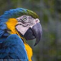 Buy canvas prints of Macaw Parrot by Chris Dorney