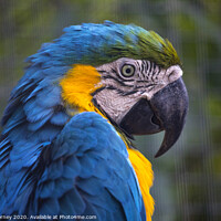Buy canvas prints of Macaw Parrot by Chris Dorney