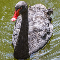 Buy canvas prints of Black Swan by Chris Dorney