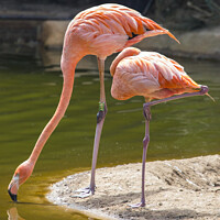 Buy canvas prints of Flamingoes by Chris Dorney