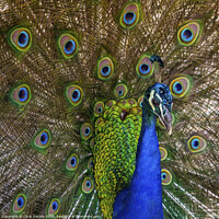Buy canvas prints of Peacock by Chris Dorney