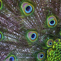 Buy canvas prints of Peacock Feathers by Chris Dorney