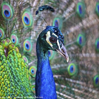 Buy canvas prints of Peacock by Chris Dorney