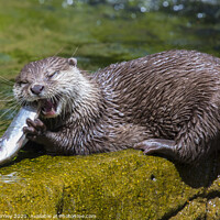 Buy canvas prints of Otter by Chris Dorney