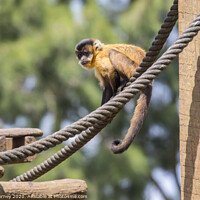 Buy canvas prints of Brown Spider Monkey by Chris Dorney