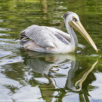 Buy canvas prints of Great White Pelican by Chris Dorney