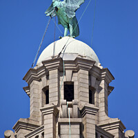 Buy canvas prints of Liver Bird Perched on the Royal Liver Building by Chris Dorney