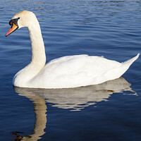 Buy canvas prints of Swans on the Round Pond in Kensington Gardens by Chris Dorney
