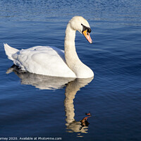 Buy canvas prints of Swan on the Round Pond in Kensington Gardens by Chris Dorney