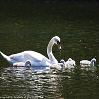 Buy canvas prints of Swan and its Young at St James's Park by Chris Dorney