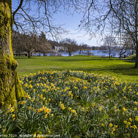 Buy canvas prints of Lake Windermere at Spring by Chris Dorney