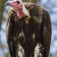 Buy canvas prints of Vulture by Chris Dorney
