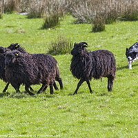 Buy canvas prints of Working Sheep Dog by Chris Dorney