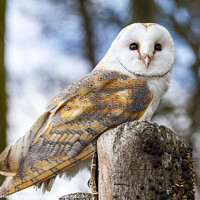 Buy canvas prints of Barn Owl  by Chris Dorney