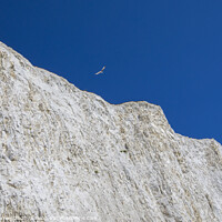 Buy canvas prints of Chalk Cliffs on the Coastline in East Sussex by Chris Dorney