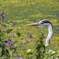 Buy canvas prints of Heron in St. Jamess Park in London by Chris Dorney