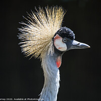Buy canvas prints of Grey Crowned Crane by Chris Dorney