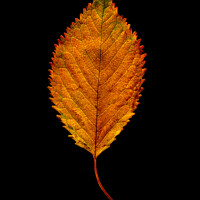 Buy canvas prints of Autumnal Elm Leaf  by Chris Dorney