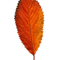 Buy canvas prints of Elm Leaf with Autumnal Colours by Chris Dorney