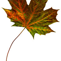 Buy canvas prints of Autumn Maple Leaf by Chris Dorney