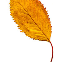 Buy canvas prints of Elm Leaf with Autumnal Colours by Chris Dorney