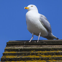 Buy canvas prints of Seagul on the British Coast by Chris Dorney