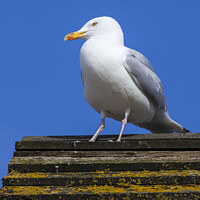 Buy canvas prints of Seagul on the British Coast by Chris Dorney
