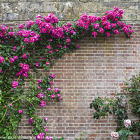 Buy canvas prints of Pink Flowers Growing on a Wall by Chris Dorney