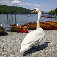 Buy canvas prints of Swan at Bowness-on-Windermere by Chris Dorney