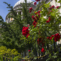 Buy canvas prints of Red Roses at St. Pauls Cathedral in London by Chris Dorney