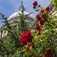 Buy canvas prints of Roses at St. Pauls Cathedral in London by Chris Dorney