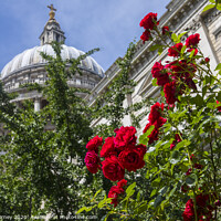 Buy canvas prints of Roses at St. Pauls Catehdral in London by Chris Dorney