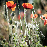 Buy canvas prints of Poppies backlit by the summer sun by Lindsay Philp