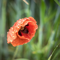 Buy canvas prints of Poppy in the rain by Lindsay Philp