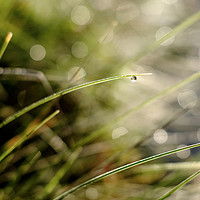 Buy canvas prints of A solitary raindrop hanging from a blade of grass by Lindsay Philp