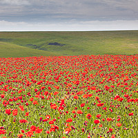 Buy canvas prints of Poppies at West Pentire Cornwall by Lindsay Philp