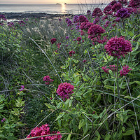 Buy canvas prints of Valerian at Constantine Bay, Cornwall by Lindsay Philp