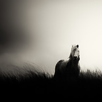 Buy canvas prints of Mare of Myddfai by Grant Hyatt