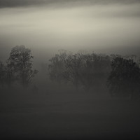 Buy canvas prints of A mist tree by Grant Hyatt