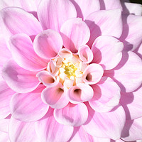 Buy canvas prints of Pink Dahlia by Sharon Breeze